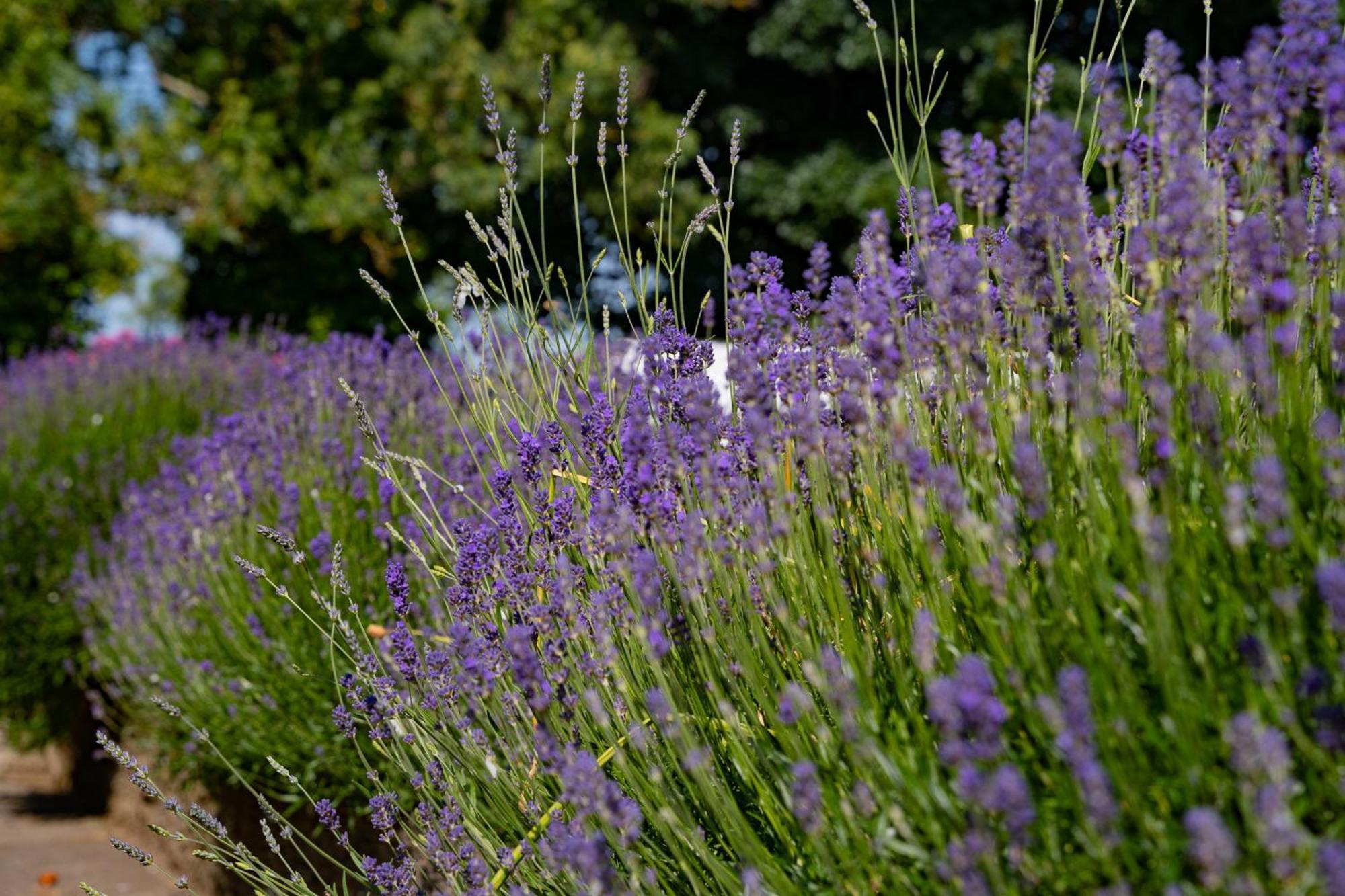 The Briers Country House Newcastle  Eksteriør bilde